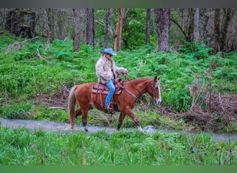 Tennessee walking horse, Caballo castrado, 12 años, 152 cm, Musgo marrón