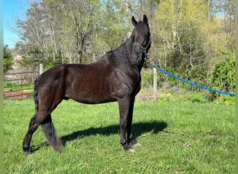 Tennessee walking horse, Caballo castrado, 12 años, 152 cm, Negro