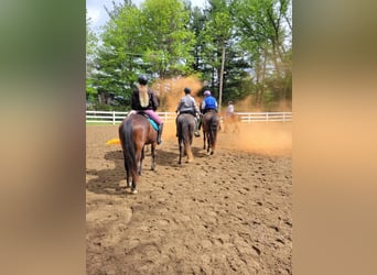 Tennessee walking horse, Caballo castrado, 12 años, 152 cm, Negro