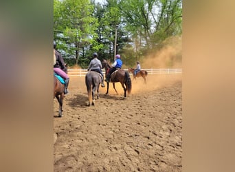 Tennessee walking horse, Caballo castrado, 12 años, 152 cm, Negro