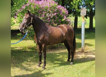 Tennessee walking horse, Caballo castrado, 12 años, 152 cm, Negro