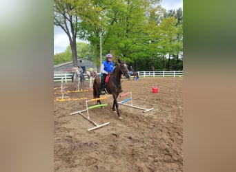 Tennessee walking horse, Caballo castrado, 12 años, 152 cm, Negro