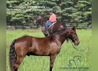 Tennessee walking horse, Caballo castrado, 12 años, 152 cm, Negro