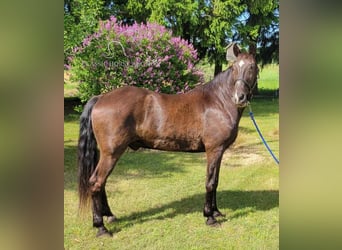 Tennessee walking horse, Caballo castrado, 12 años, 152 cm, Negro