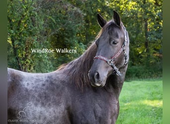 Tennessee walking horse, Caballo castrado, 12 años, 152 cm, Ruano azulado