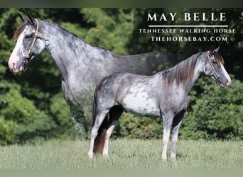 Tennessee walking horse, Caballo castrado, 12 años, 152 cm, Sabino
