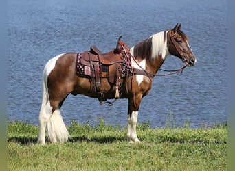 Tennessee walking horse, Caballo castrado, 12 años, 152 cm, Tobiano-todas las-capas