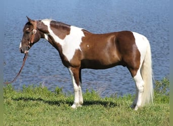 Tennessee walking horse, Caballo castrado, 12 años, 152 cm, Tobiano-todas las-capas