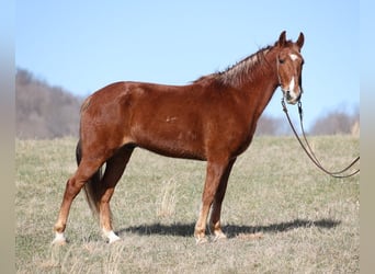 Tennessee walking horse, Caballo castrado, 12 años, 155 cm, Alazán rojizo