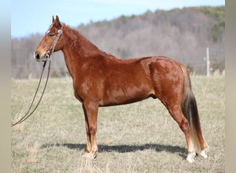 Tennessee walking horse, Caballo castrado, 12 años, 155 cm, Alazán rojizo