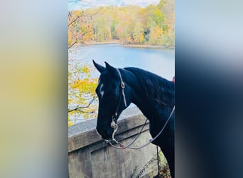 Tennessee walking horse, Caballo castrado, 12 años, 155 cm, Negro