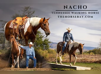 Tennessee walking horse, Caballo castrado, 12 años, 155 cm, Tobiano-todas las-capas