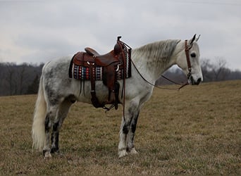 Tennessee walking horse, Caballo castrado, 12 años, 155 cm, Tordo rodado