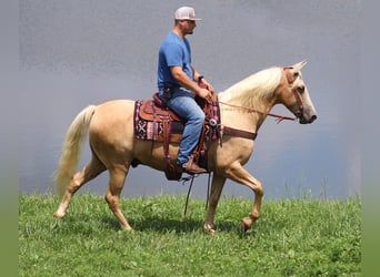 Tennessee walking horse, Caballo castrado, 12 años, 157 cm, Palomino