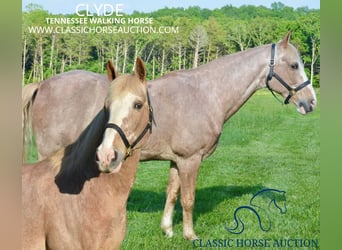 Tennessee walking horse, Caballo castrado, 12 años, 163 cm, Ruano alazán