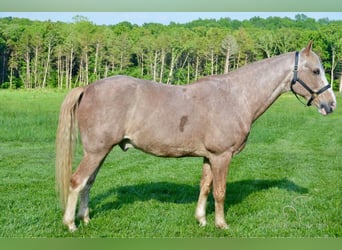 Tennessee walking horse, Caballo castrado, 12 años, 163 cm, Ruano alazán