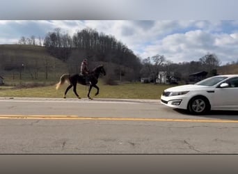 Tennessee walking horse, Caballo castrado, 12 años, Castaño