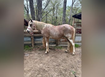 Tennessee walking horse, Caballo castrado, 13 años, 132 cm, Ruano alazán