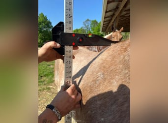 Tennessee walking horse, Caballo castrado, 13 años, 132 cm, Ruano alazán