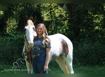 Tennessee walking horse, Caballo castrado, 13 años, 142 cm, Tobiano-todas las-capas