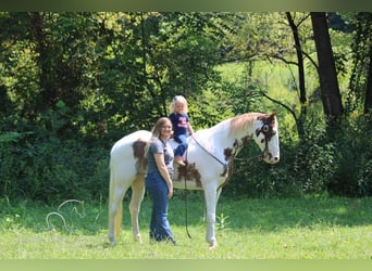 Tennessee walking horse, Caballo castrado, 13 años, 142 cm, Tobiano-todas las-capas