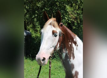 Tennessee walking horse, Caballo castrado, 13 años, 142 cm, Tobiano-todas las-capas