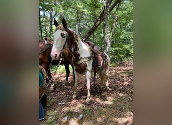 Tennessee walking horse, Caballo castrado, 13 años, 142 cm, Tobiano-todas las-capas