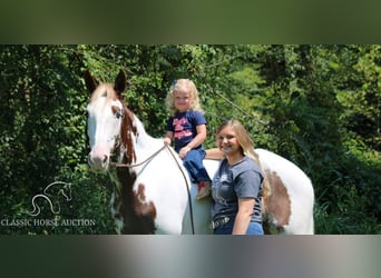 Tennessee walking horse, Caballo castrado, 13 años, 142 cm, Tobiano-todas las-capas