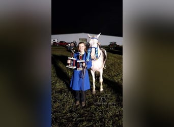 Tennessee walking horse, Caballo castrado, 13 años, 142 cm, White/Blanco
