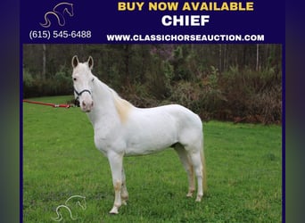 Tennessee walking horse, Caballo castrado, 13 años, 142 cm, White/Blanco