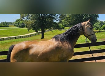 Tennessee walking horse, Caballo castrado, 13 años, 152 cm, Buckskin/Bayo