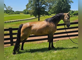 Tennessee walking horse, Caballo castrado, 13 años, 152 cm, Buckskin/Bayo