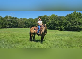 Tennessee walking horse, Caballo castrado, 13 años, 152 cm, Buckskin/Bayo