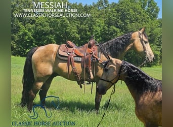 Tennessee walking horse, Caballo castrado, 13 años, 152 cm, Buckskin/Bayo