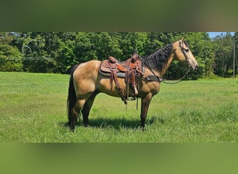 Tennessee walking horse, Caballo castrado, 13 años, 152 cm, Buckskin/Bayo