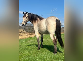 Tennessee walking horse, Caballo castrado, 13 años, 152 cm, Buckskin/Bayo