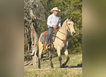 Tennessee walking horse, Caballo castrado, 13 años, 152 cm, Buckskin/Bayo