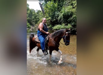 Tennessee walking horse, Caballo castrado, 13 años, 152 cm, Castaño rojizo