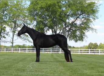 Tennessee walking horse, Caballo castrado, 13 años, 152 cm, Negro