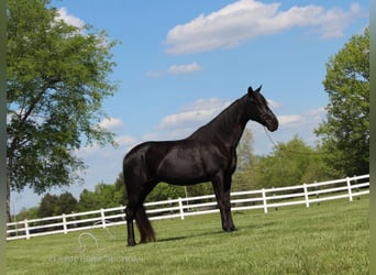 Tennessee walking horse, Caballo castrado, 13 años, 152 cm, Negro
