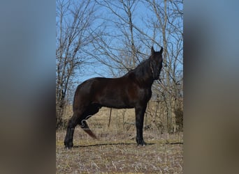 Tennessee walking horse, Caballo castrado, 13 años, 152 cm, Negro