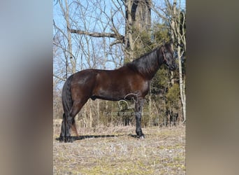 Tennessee walking horse, Caballo castrado, 13 años, 152 cm, Negro