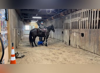 Tennessee walking horse, Caballo castrado, 13 años, 152 cm, Negro