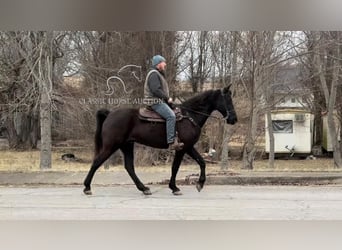 Tennessee walking horse, Caballo castrado, 13 años, 152 cm, Negro