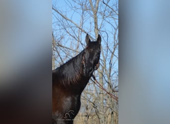 Tennessee walking horse, Caballo castrado, 13 años, 152 cm, Negro