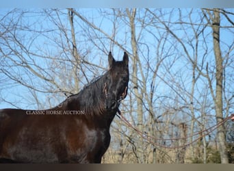 Tennessee walking horse, Caballo castrado, 13 años, 152 cm, Negro