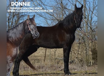 Tennessee walking horse, Caballo castrado, 13 años, 152 cm, Negro