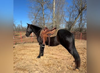 Tennessee walking horse, Caballo castrado, 13 años, 152 cm, Negro