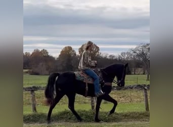 Tennessee walking horse, Caballo castrado, 13 años, 152 cm, Negro