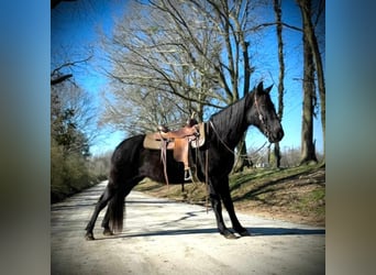 Tennessee walking horse, Caballo castrado, 13 años, 152 cm, Negro